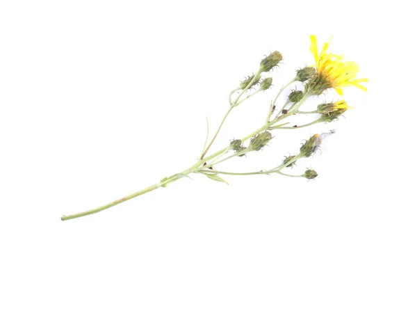 Yellow bastard flower on a white background — ストック写真