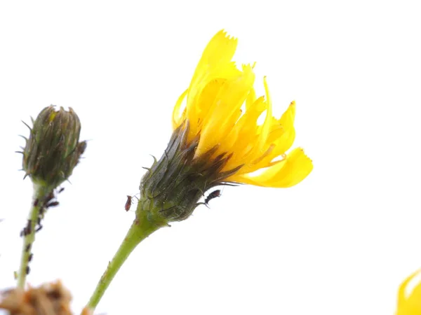 Yellow bastard flower on a white background — Stock Fotó