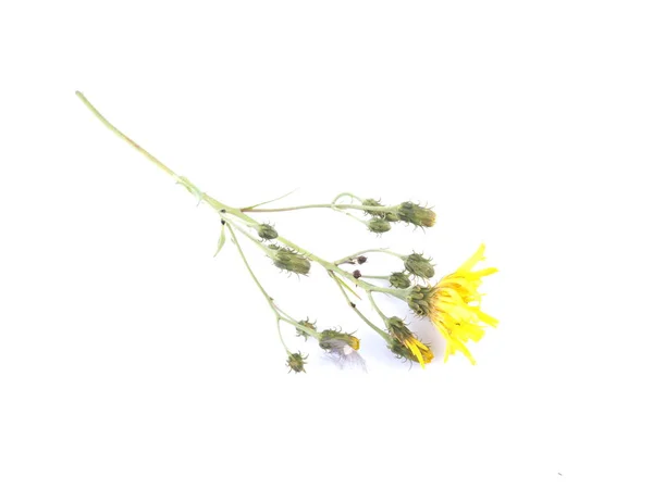 Yellow bastard flower on a white background — ストック写真