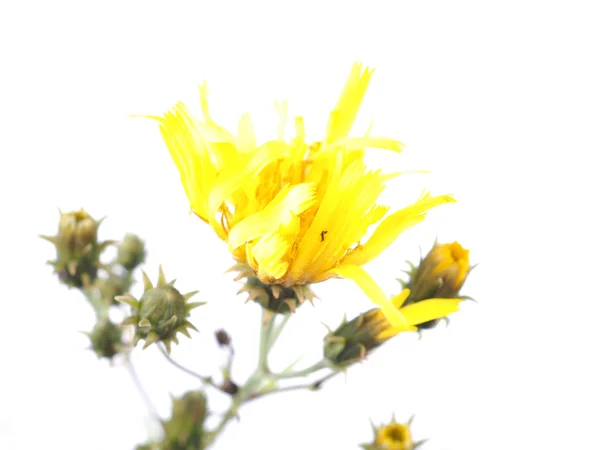 Flor bastardo amarillo sobre un fondo blanco — Foto de Stock