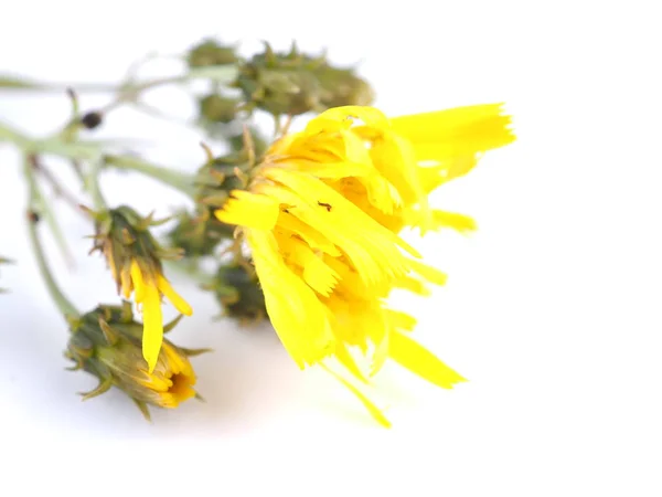 Amarelo bastardo flor em um fundo branco — Fotografia de Stock