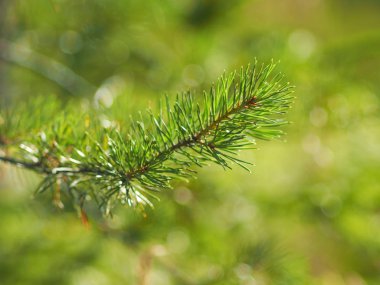 Yazın çam dalları. orman