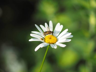 Yazın papatya çayı. orman