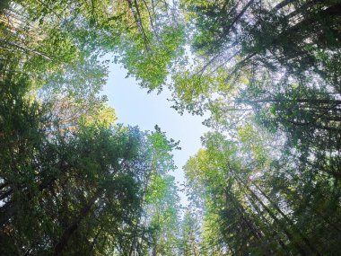 Ormandaki ağaçlardan taçlar. aşağı yukarı