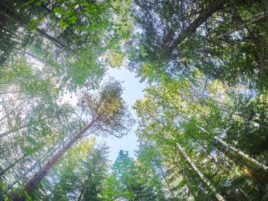 Ormandaki ağaçlardan taçlar. aşağı yukarı