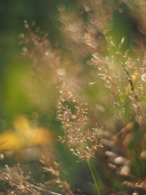 Yazın mısır gevreği yetiştiririm. orman