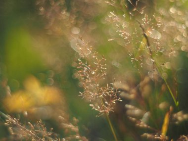 Yazın mısır gevreği yetiştiririm. orman