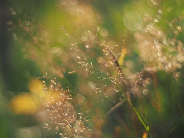 Yazın mısır gevreği yetiştiririm. orman