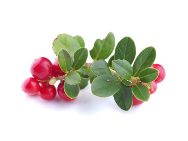 Beyaz arka planda yaban mersini.