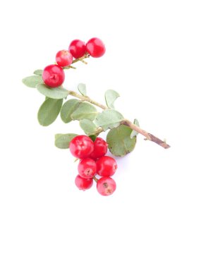 Beyaz arka planda yaban mersini.