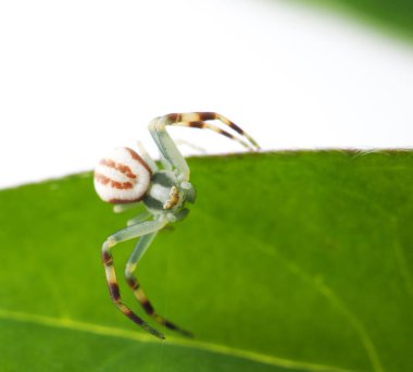 Beyaz arkaplanda örümcek ve yeşil yaprak