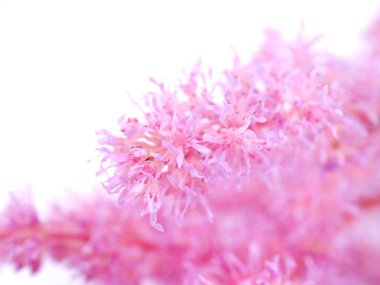 Beyaz arkaplanda pembe astilbe çiçekleri