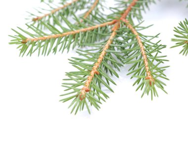 Beyaz arkaplanda yeşil ladin dalları