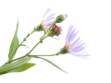 Beyaz arkaplandaki çiçek paskalyası çok yıllık