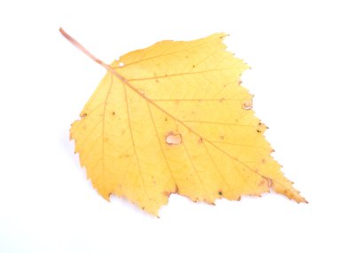 Beyaz arka planda sarı huş yaprakları