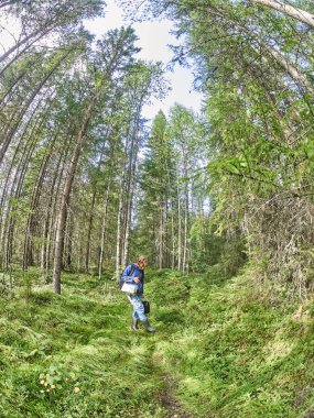 Kuzey ormanında. - Rusya. Karelya