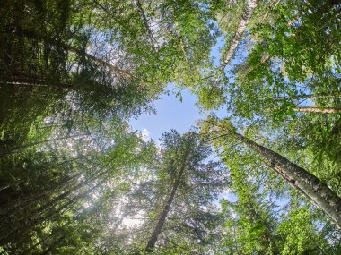 Ormandaki ağaçlardan taçlar. aşağı yukarı