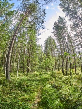 Kuzey ormanında. - Rusya. Karelya