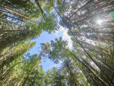 Ormandaki ağaçlardan taçlar. aşağı yukarı