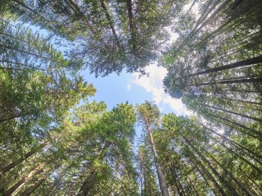Ormandaki ağaçlardan taçlar. aşağı yukarı