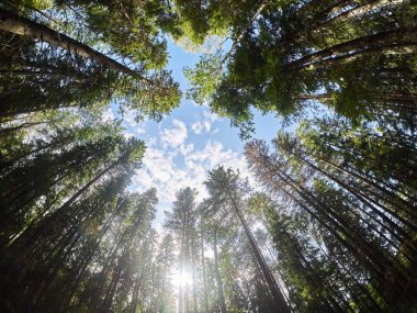 Ormandaki ağaçlardan taçlar. aşağı yukarı