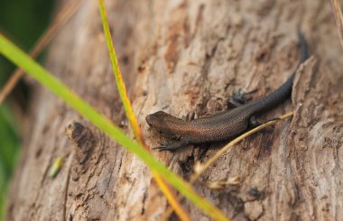 Ormandaki bir ağaçtaki canlı kertenkele.