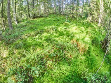 Kuzey ormanında. - Rusya. Karelya