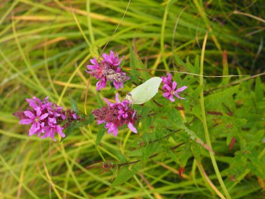 bir çiçek üzerinde yeşil kelebek
