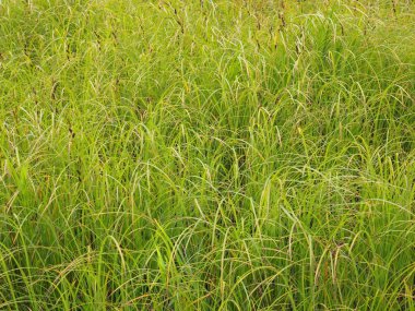 Yazın çimen. orman