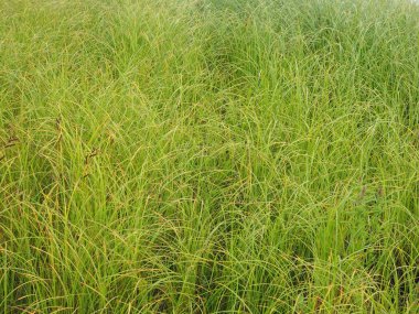 Yazın çimen. orman