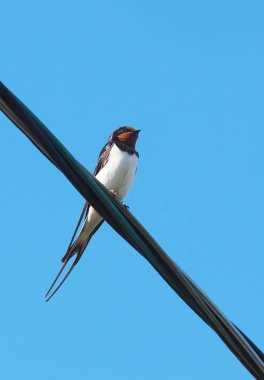 Mavi gökyüzüne karşı kablolar yutar