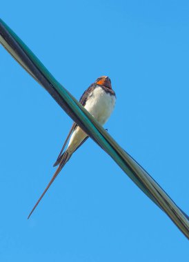 Mavi gökyüzüne karşı kablolar yutar