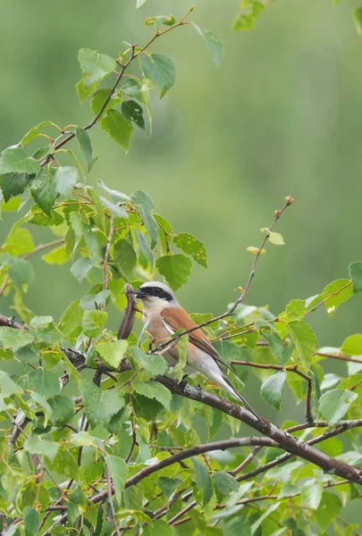 Schel eet een hagedis in het bos — Stockfoto