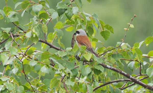 Shrike jí ještěrku v lese — Stock fotografie