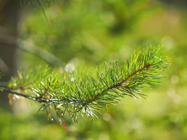 Tallkvistar på sommaren. skog — Stockfoto