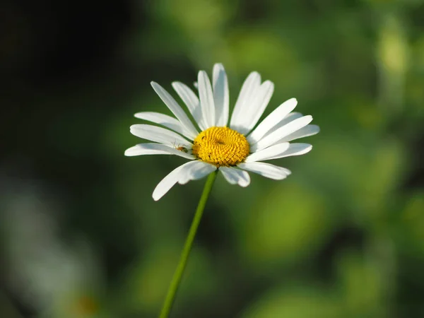 Camomille en été. forêt — Photo