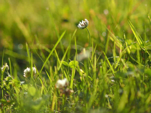 หญ้าในฤดูร้อน ป่า — ภาพถ่ายสต็อก