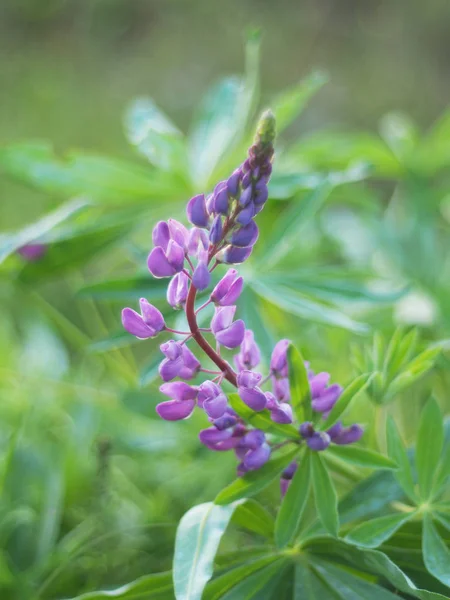 Lupine di musim panas. hutan — Stok Foto