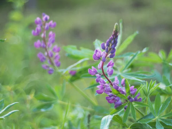 Altramuz en verano. bosque — Foto de Stock