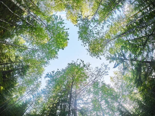 Coroas de árvores na floresta. Para baixo. — Fotografia de Stock