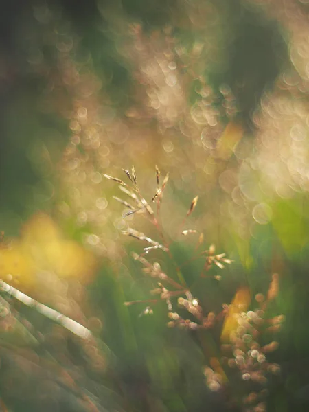 Getreidepflanze im Sommer. Wald — Stockfoto