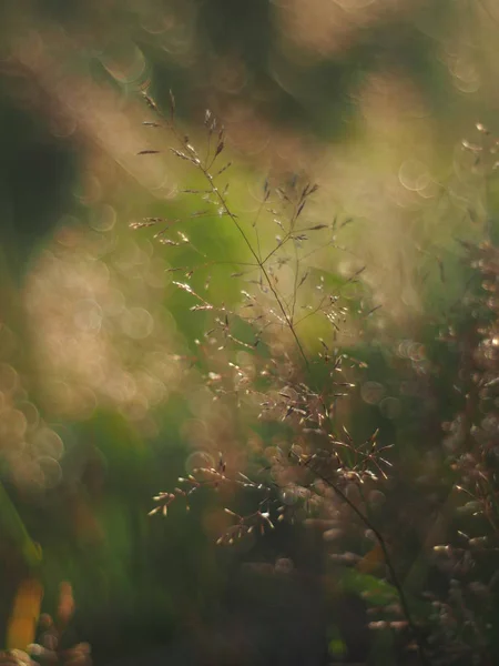 Getreidepflanze im Sommer. Wald — Stockfoto