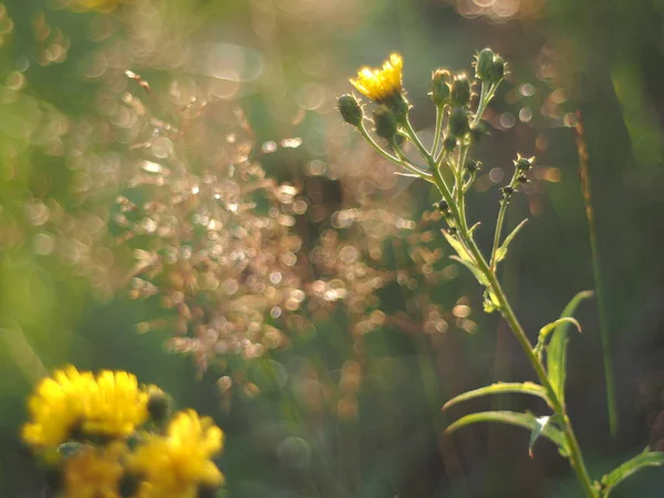 Planta de cereales en el verano. bosque —  Fotos de Stock