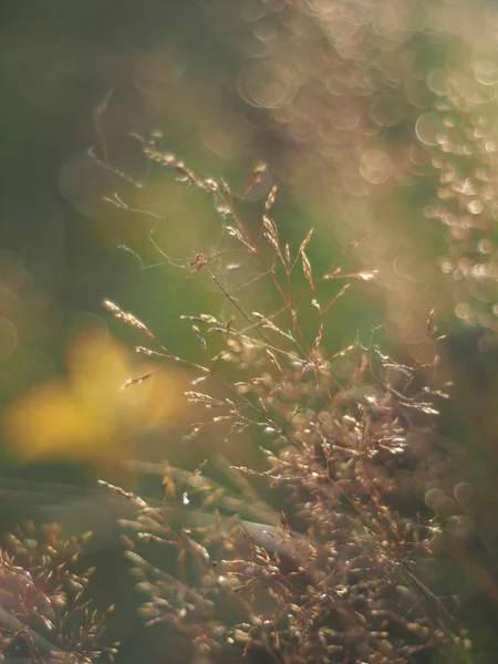 Getreidepflanze im Sommer. Wald — Stockfoto