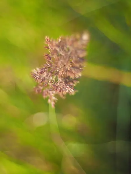 夏天种植谷类植物。 森林 — 图库照片