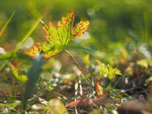 Red leaf in the grass. autumn — Stock Photo, Image