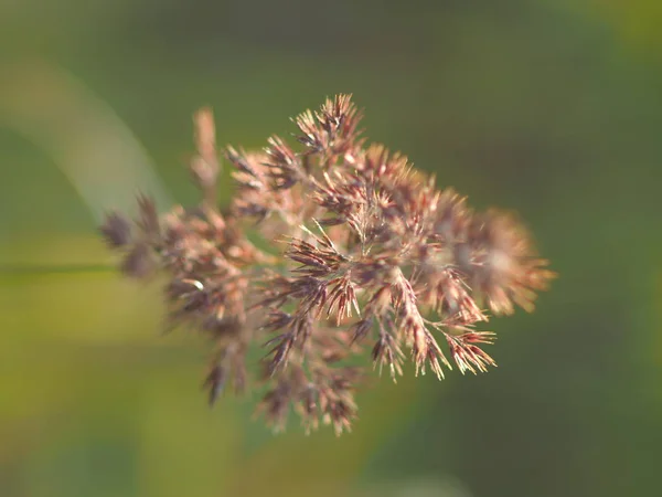 Planta de cereais no verão. floresta — Fotografia de Stock