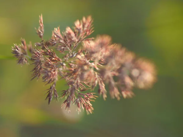 Getreidepflanze im Sommer. Wald — Stockfoto