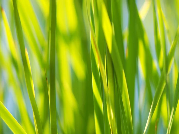 Gras im Sommer. Wald — Stockfoto