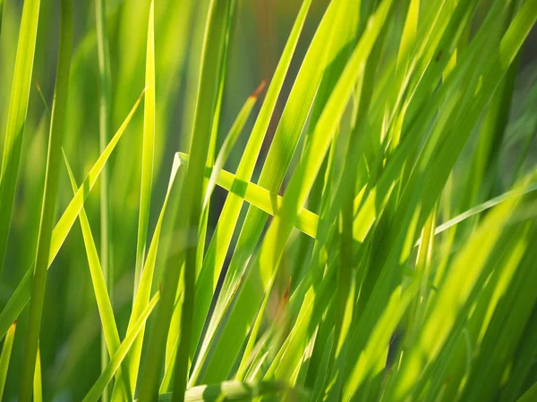 Gras im Sommer. Wald — Stockfoto